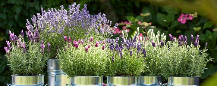 Les plantes à fleurs