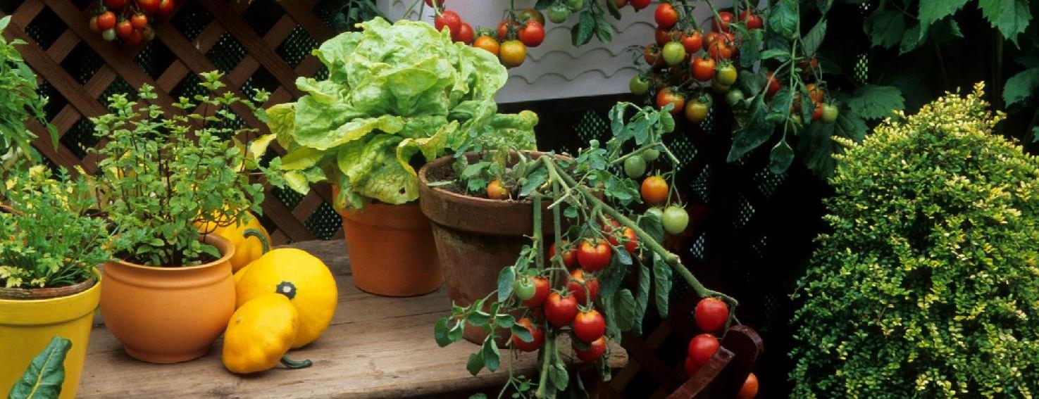 Les plantes comestibles